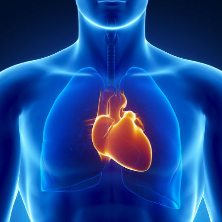 תפקוד הלב - אילוסטרציה